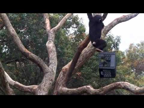 CHIMPANZEE