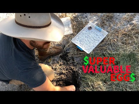YouTube reptile video