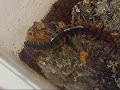 My New Guyana Giant Centipede (Scolopendra sp) My New Guyana Giant Centipede (Scolopendra sp)