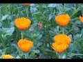 le crose e i fiori di granarolo (genova)