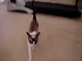 Kitty treadmill workout Kitty treadmill workout