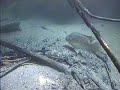 convict cichlid in river