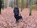 Podenco bei der Unterordnung/Gehorsam