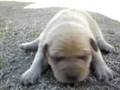 Perra y su Cachorra