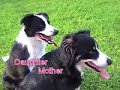 My Beautiful Border Collies