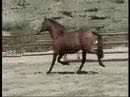 DIMOBA RAMBLERA SPANISH MARE FOR SALE