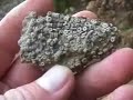 Introduction to Fossil Crinoids ,Crinoid Zones part 3 Introduction to Fossil Crinoids ,Crinoid Zones part 3