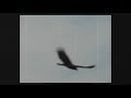BUZZARDS OF BROOKPARK