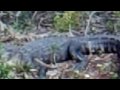 Three Gators at Kennedy Space Center.MP4