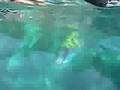 Thailand Phuket Phi Phi Island MAYA BAY Snorkeling