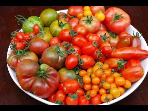 how to fertilize for tomatoes