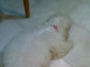 Candy chewing on her delicious tail Candy chewing on her delicious tail
