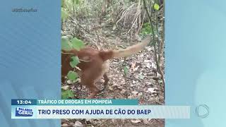 Tráfico de drogas em Pompeia: trio preso com ajuda de cão do BAEP