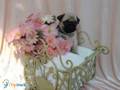 Adorable pug puppies