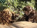 Beaver Tale 2: The Bed &Breakfast
