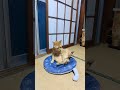 ひんやりクッションの上で毛繕いする猫😺 #toraneko #cat #かわいい猫 #cute #cutecat #茶トラ猫 #猫のいる暮らし #猫のいる生活 #猫好きさんと繋がりたい #癒し