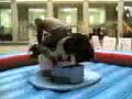 SGH 2006 Pro Bull Riding Championships