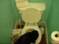 Cat Flushing Toilet