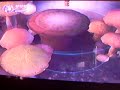 final fantasy crystal cronicles episode 5 (air doesn´t like vegetables...)
