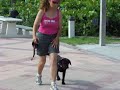 Dog Training with Taz the Labrador