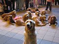 dino the golden retriever takes you to vieshow cinemas