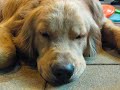 dino the golden retriever takes you to vieshow cinemas