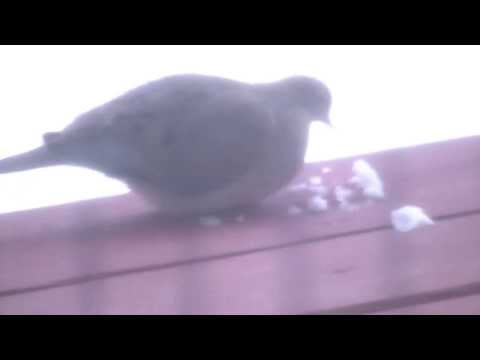 how to provide water for birds in winter