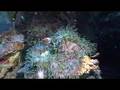 Wakatobi Crustacea