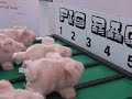 Pig and Poultry Fair 2008