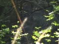Pitkäniemen Sepi ja Hirviperhe Pitkäniemen Sepi ja Hirviperhe