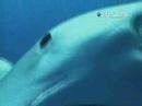Best of Shark Week - Shark Attack: Predator in the Panhandle