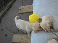 Labradorci in ?oga Labradorci in ?oga