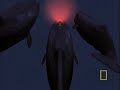 A thousand miles off the coast of Portugal, the team from Crittercam is using revolutionary camera technology to investigate the deep water tendencies of sperm whales. Join Wild Chronicles on this journey beneath the waves where scientists are making new discoveries about the diving behavior and vocalizations of these underwater behemoths.