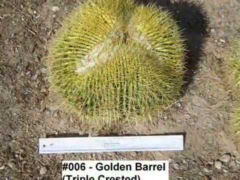 how to transplant organ pipe cactus