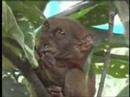 Bohol Trip - Tarsiers