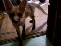Fox in House