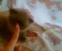 need-help-with-big-kittens-family.html