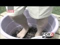 Grape Stomping with Guster Grape Stomping with Guster