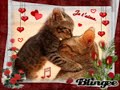 وائل كفوري حاله حب اهداء لكل العشاق.wmv