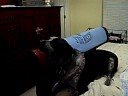 Max the Dog Singing Again!