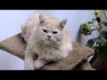 Gatos Persas