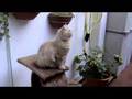 Gatos Persas