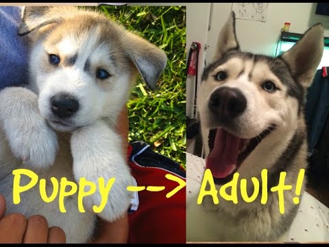 how fast do husky puppies grow