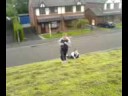 flips 1