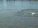 czorcia7 - Speedboat 3