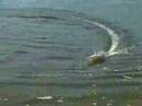 czorcia7 - Speedboat 3