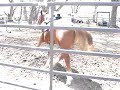 Roxxy wears a saddle for the first time