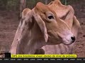 Mem�ria Ativa 17 - Pa�s do Futuro