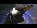 Animal encounters at the Tennessee Aquarium