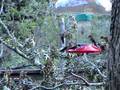 videos de Hummingbirds_Very_Many-4023.MPG